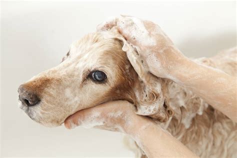 La Teigne Chez Le Chien Traitement Domicile Sympt Mes