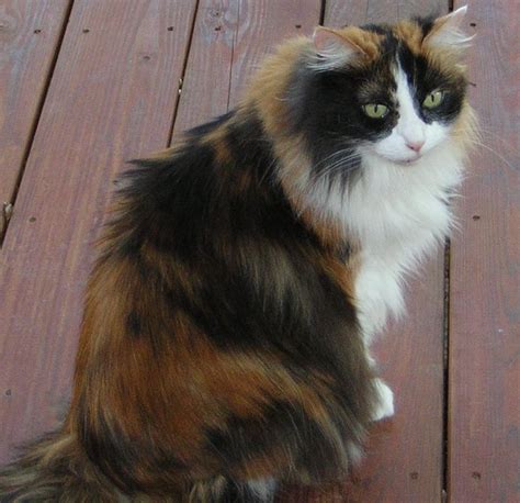 13 best Calico Cat images on Pinterest | Calico cats, Kitten and Kitty