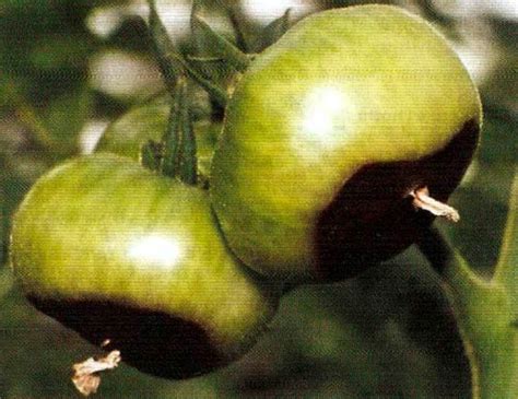 Вершинная гниль плодов томата - AgroFlora.ru