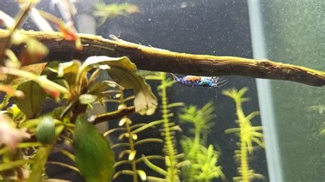 Krewetki Blue Tiger Orange Eye Caridina Olsztyn OLX Pl