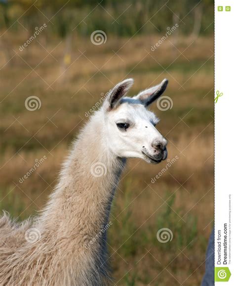 Llama Lama Glama Stock Image Image Of Domesticated 78391117