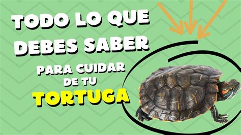 Todo Lo Que Debes Saber Para Cuidar De Tu Tortuga Youtube