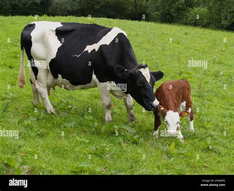 Domestic Cattle Holstein Friesian Cow With Hereford Cross Calf Stock