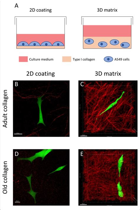 Effect Of Type I Collagen Aging On Cell Morphology In 2D Vs 3D