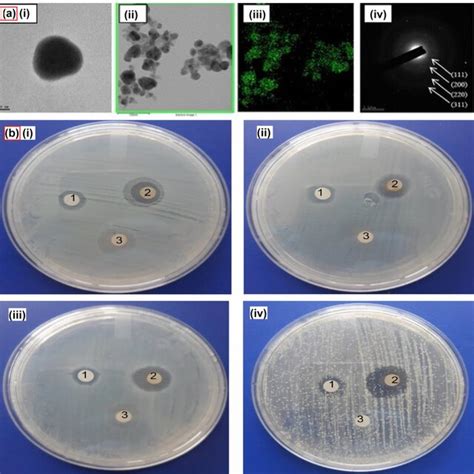 Agnps Synthesis Using Root Extracts A I Fe Tem Images Of Agnps