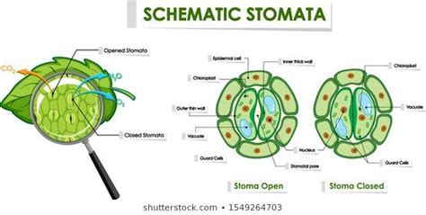 Opening and Closing of Stomata - JohnqoSloan