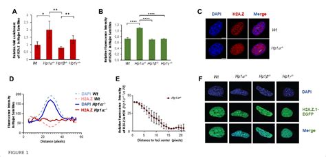 Figure From A Complex Interplay Between H A Z And Hp Isoforms