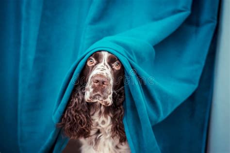 Le Chien Se Cache Derri Re Les Rideaux Du Propri Taire Parce Qu Il A