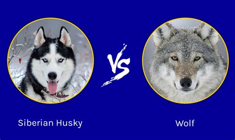 Husky Vs Wolf 8 Key Differences Explained A Z Animals