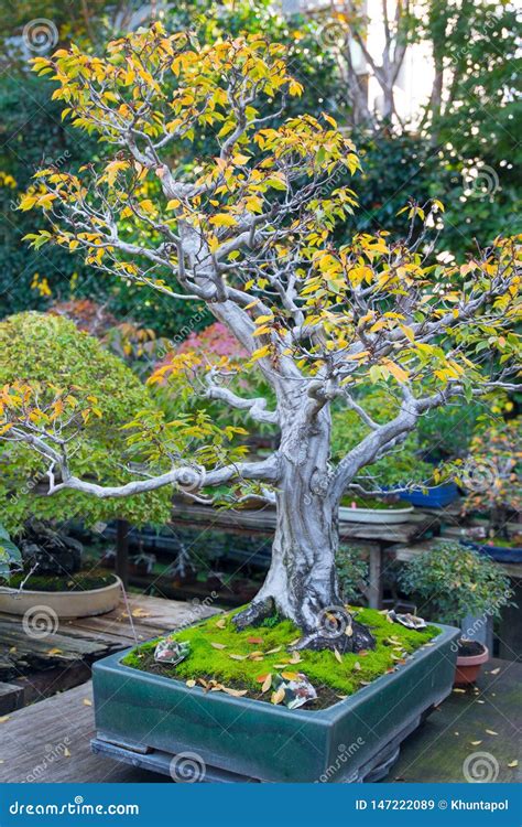 Jardin Japonais De Bonsa S Dans Le Village De Bonsa S D Omiya Image