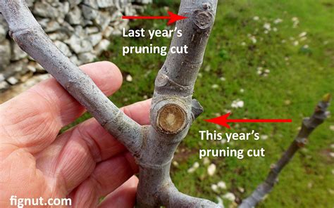 Pruning Fig Trees (With Photos and Video) - FigNut