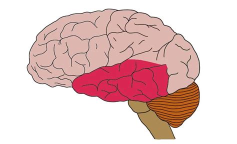 Temporal lobe - definition — Neuroscientifically Challenged