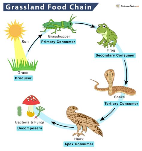 Grassland Food Chain - Examples and Diagram