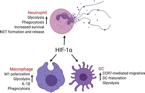 The Role Of Hif In Immunity And Inflammation Cell Metabolism