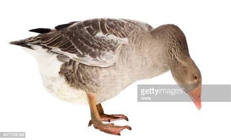 Toulouse Goose Photos And Premium High Res Pictures Getty Images