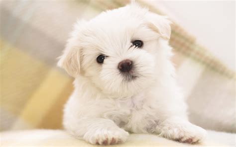 20 Wallpapers De Perritos Blogerin