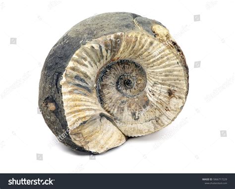 Ammonite Fossil Isolated On White Background Stock Photo 1866717229