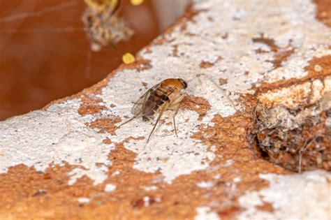 Mosca Jorobada Adulta De La Familia Phoridae Foto Premium