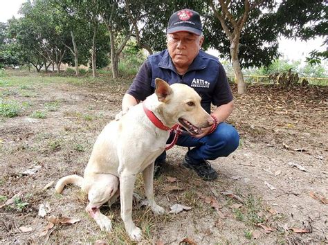 高雄流浪狗疑成槍靶傷口深可見骨 動保團體救援送醫 生活 自由時報電子報