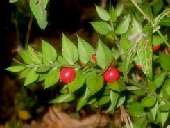 Ruszczyk Myszop Och Kolczasty Ruscus Aculeatus Ceny I Opinie