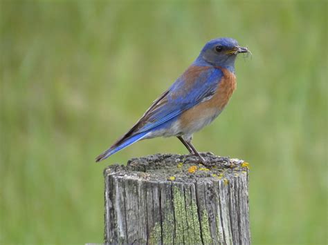 Mountain Bluebird — Mountain Bluebird Trails Conservation Society