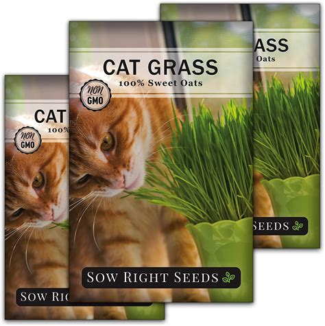 Sow Right Seeds Cat Grass Seed For Planting Easy To Grow Oat Grass That Your