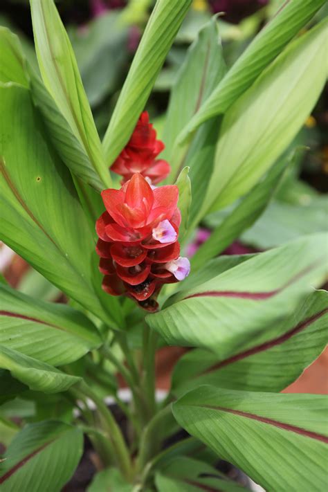 Curcuma Hybrid Chaidee Orange Gingerwood Nursery