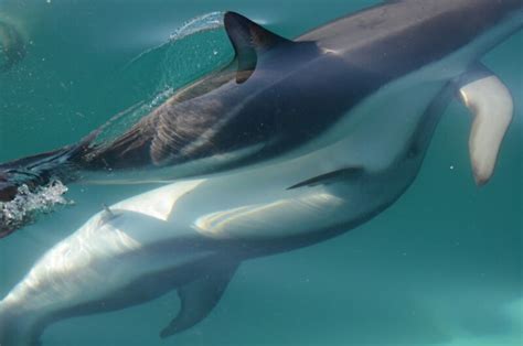 Study Female Dolphins Have A Working Clitoris So They Probably Enjoy Sex Ars Technica