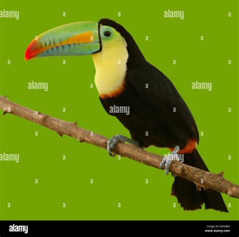 south american toucan colorful bird Stock Photo - Alamy