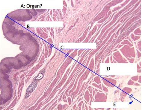 Digestive Histology Alimentary Canal Flashcards Quizlet