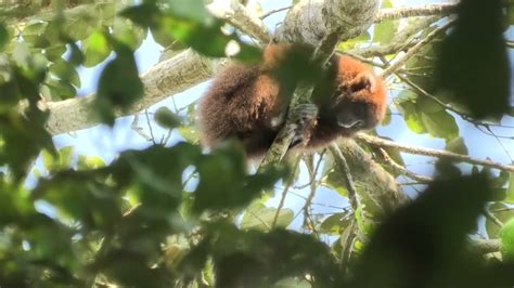 Olalla Brothers Titi Monkey Endemic To Bolivia And Critically