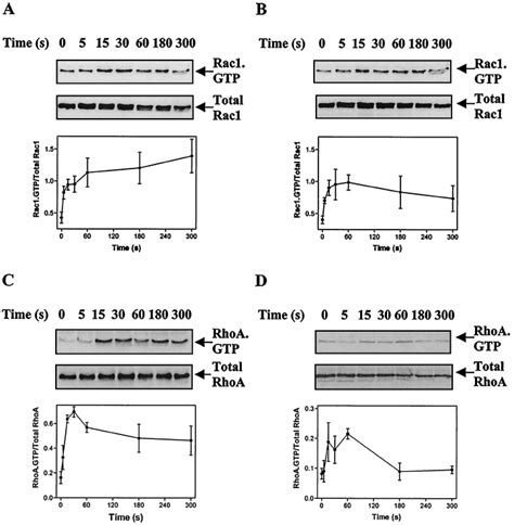 Stimulation of Rac1-GTP and RhoA-GTP in cardiac myocytes. Myocytes were ... 