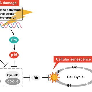 Central Regulators Of The SASP SASP Is Regulated At Epigenetic