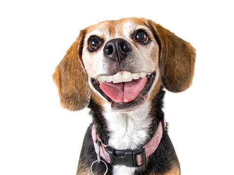 Images Beagle Dogs Smile Teeth Animal Staring