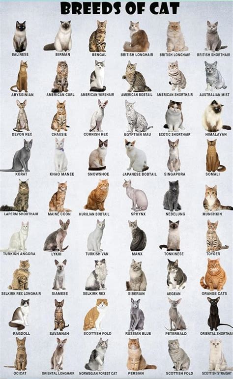 All Cat Breeds Information Hear