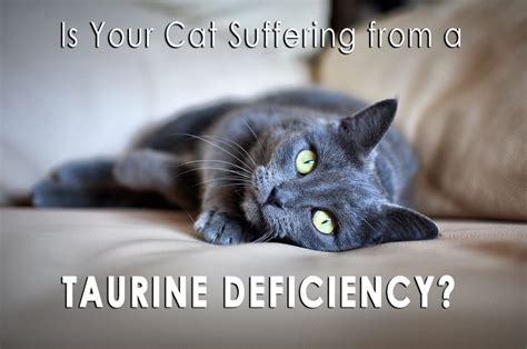 Is Your Cat Suffering from a Taurine Deficiency? - Allivet Pet Care Blog