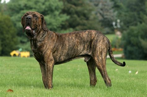 Fila Brasileiro Temperament Lifespan Shedding Puppy