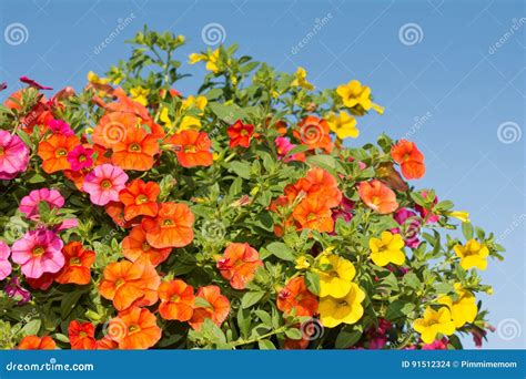 Closeup of Colorful Calibrachoa Flowers Stock Photo - Image of hanging ...