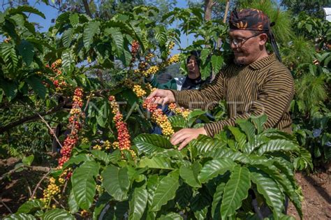 Tradisi Wiwit Panen Raya Kopi Di Perkebunan Kopi Jollong Antara Foto