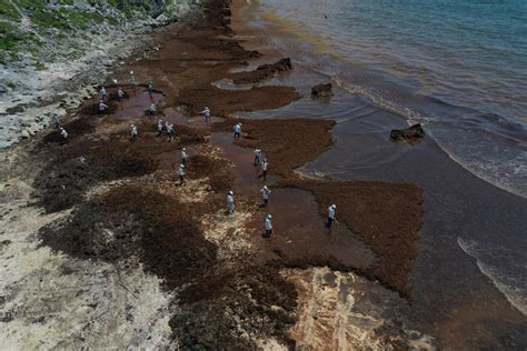 Recolectan Mil Toneladas De Sargazo En Caribe Mexicano El Siglo De