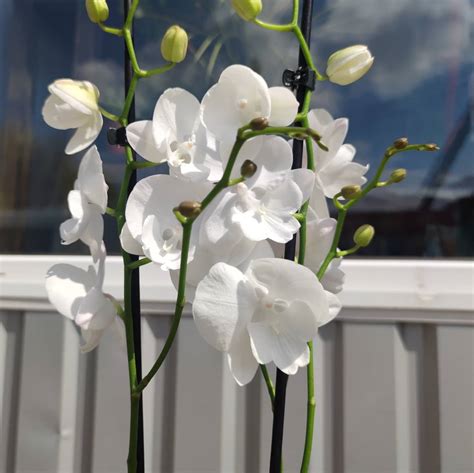 Шикарнючий белый биг лип 500 - flowers_in_sinelnikovo