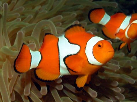 Orange Clownfish Information and Picture | Sea Animals