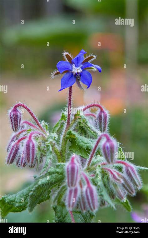 Single Blue Borage Borago Officinalis Blossom On A Backyard Garden