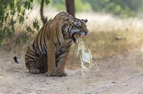 A Tiger puking : r/natureismetal