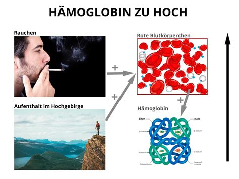 Hämoglobin zu hoch » wann ist der Blutwert erhöht?