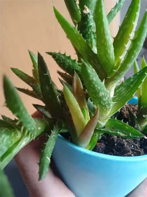 Aloe Plant Turning Brown How To Save It Gardener Report