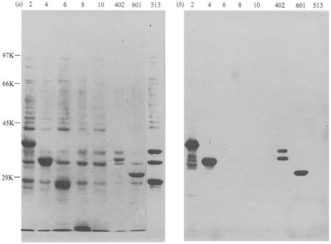 A Coomassie Brilliant Blue Stained Sds Polyacrylamide Gel Of Proteins Download Scientific