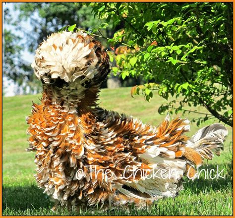 The Chicken Chick® Frizzle Feathered Chickens Divas Of The Chicken World