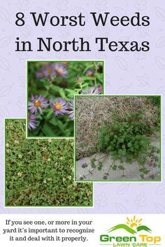 20 Lawn Weeds of North Texas ideas | lawn care, lawn, weeds in lawn