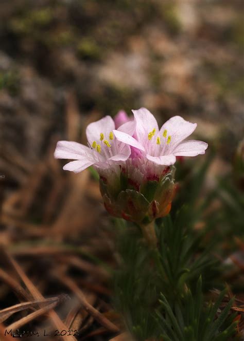 Armeria pubigera María Jesús LopezB Flickr